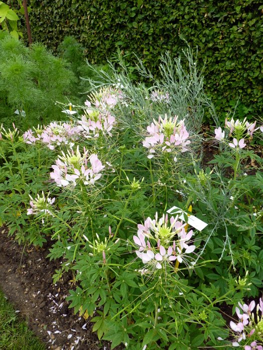 Cleome hassleriana 'Sparkler Blush'